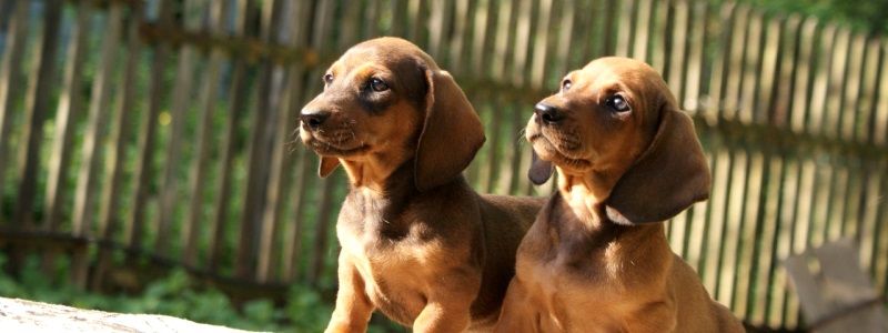 В Киеве теперь можно стать опекуном бездомных животных и лечить их бесплатно