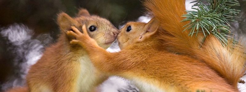 Жителей Украины просят не мешать животным размножаться