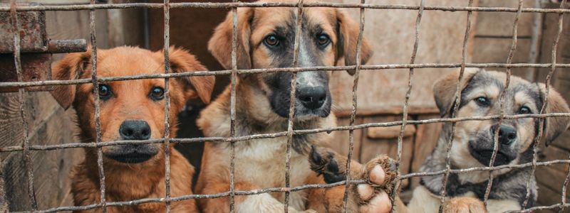 "В добрые руки": как бездомные животные живут в приюте Киева