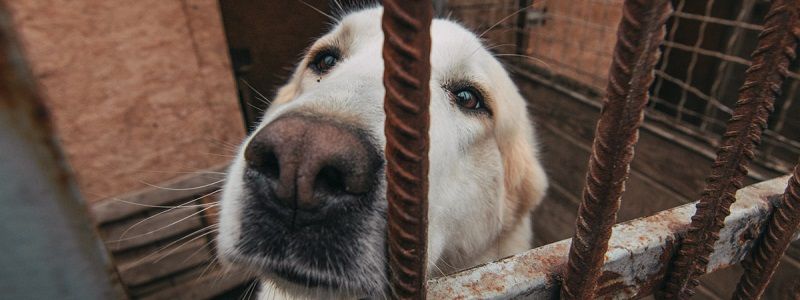Подарите любовь: какие животные ищут дом в Киеве