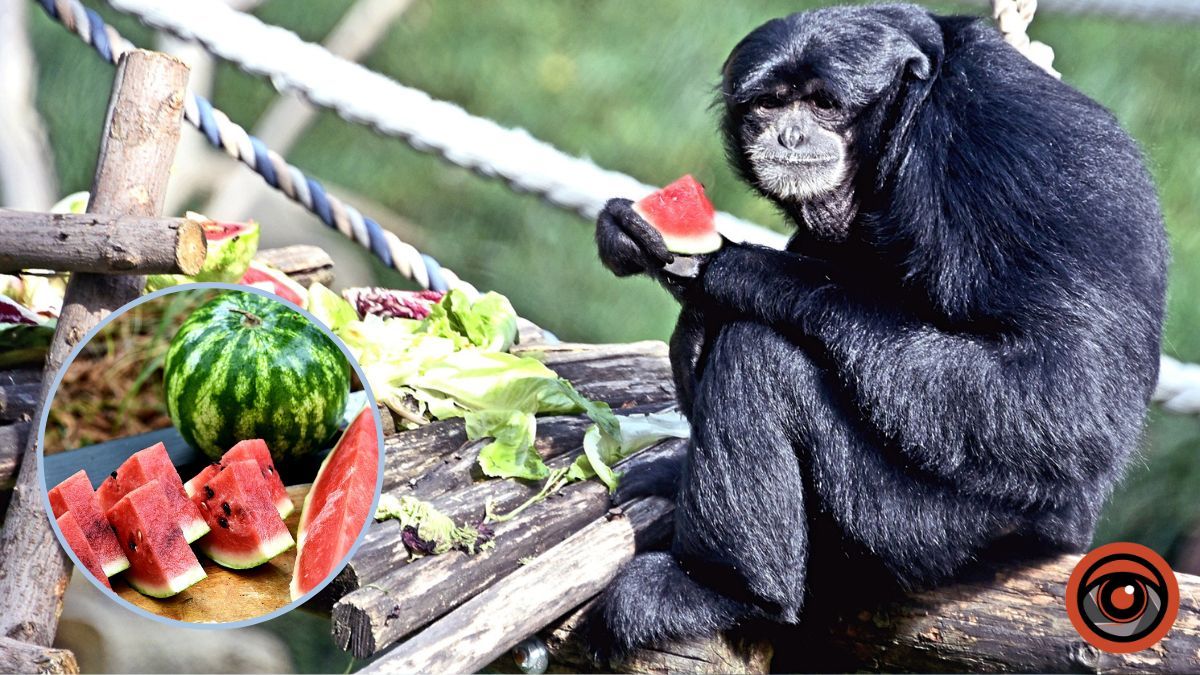 У Київському зоопарку почався сезон кавунів: коли можна побачити соковиті сніданки тварин
