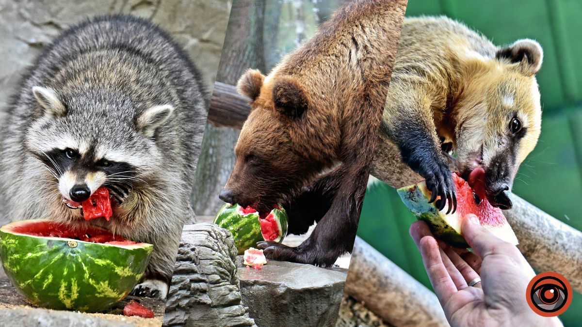 Куди піти у Києві на вихідних: коли у зоопарку влаштовують частування тварин соковитими кавунами