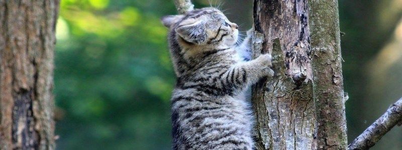 В Киеве пожарные сняли с дерева котика в детском саду