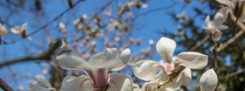 Погода на 14 апреля: в Киеве будет ясно и тепло