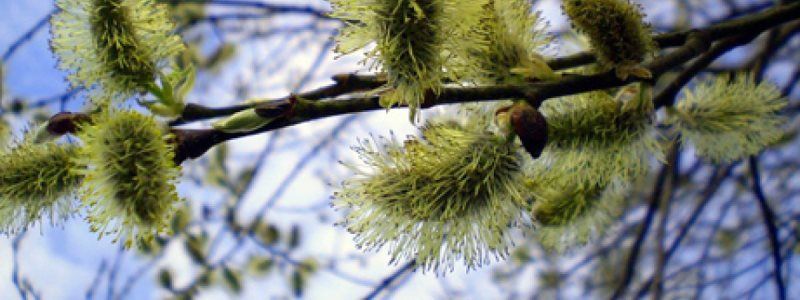 Погода на 15 апреля: в Киеве будет тепло, возможно небольшой дождь