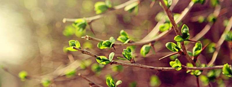 Погода на 16 апреля: в Киеве будет ясно и тепло