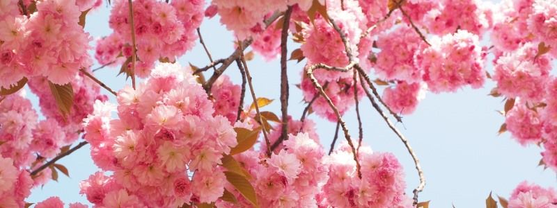 Все смотреть на цветение сакуры в Ужгороде: "Укрзалізниця" запустила дополнительные поезда