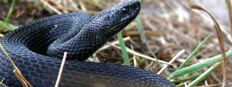 В Киеве активизировались змеи: что делать при укусе