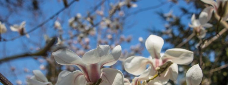 Погода на 21 апреля: в Киеве будет ясно и тепло