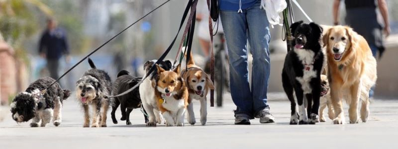 В Раде решили наказывать собачников, которые не убирают за своими питомцами