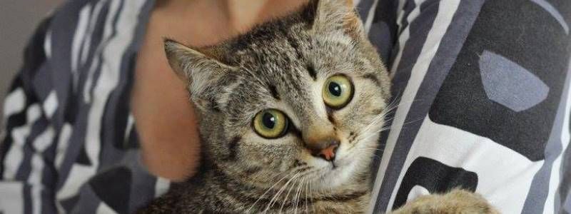 Подарите любовь: какие животные ищут дом в Киеве