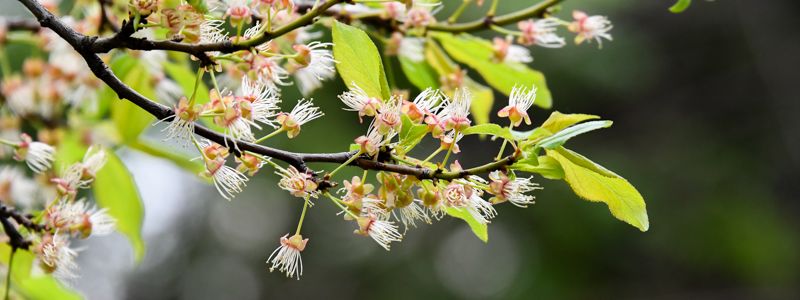 В Киеве расцвели долгожданные каштаны и сирень
