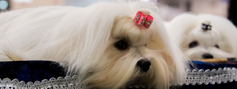 Лай и собачий рай: в Киев из разных стран приехали 200 пород собак