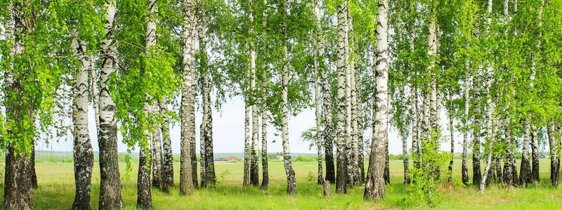 Погода на 29 апреля: в Киеве будет без осадков