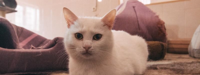 Подарите любовь: какие животные ищут дом в Киеве