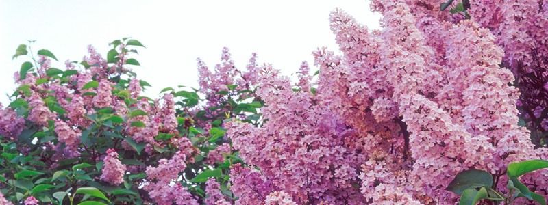 Погода на 2 мая: в Киеве будет жарко и без осадков