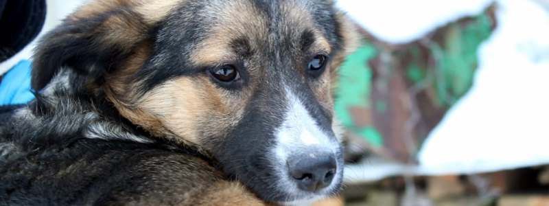 Подарите любовь: какие животные ищут дом в Киеве