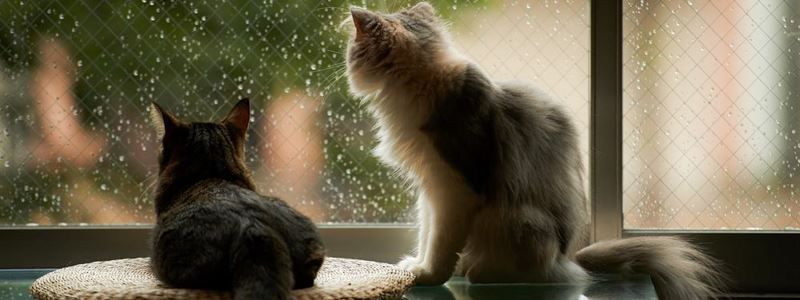 Погода на 12 мая: в Киеве будет тепло, возможен небольшой дождь