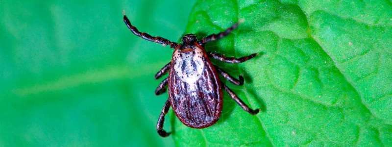 В Киеве от клещей обработали только несколько парков