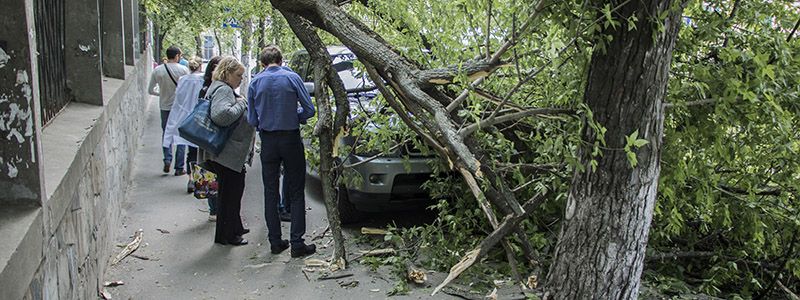 В центре Киева дерево "наказало" крутой внедорожник за неправильную парковку