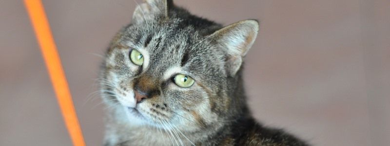 Подарите любовь: какие животные ищут дом в Киеве