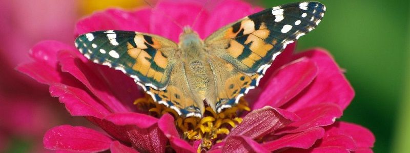 Киев заполонили бабочки: явление бурно обсуждают в соцсетях
