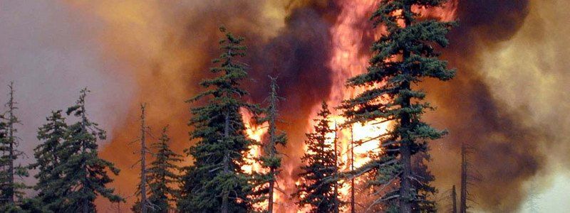 Пожар в лесу Чернобыля: в мэрии рассказали о радиации в Киеве, а полиция заявила о поджоге