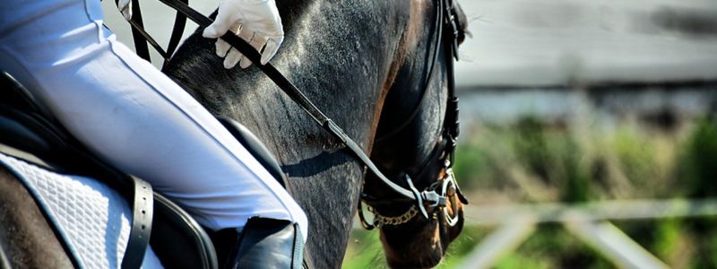 Галопом по столице: где в Киеве покататься на лошадях