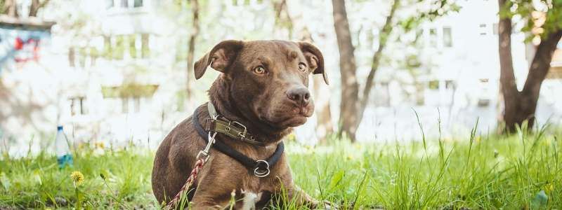 Подарите любовь: какие животные ищут дом в Киеве