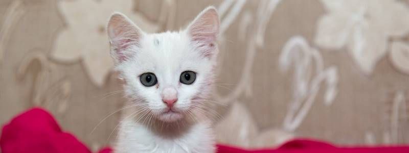 Подарите любовь: какие животные ищут дом в Киеве