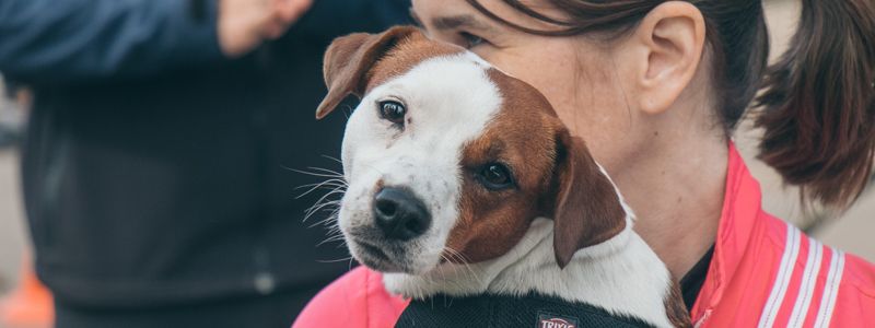 В Киеве собаки-стиляги показали, как надо проводить марафон