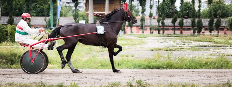 Красота и грация: в Киеве лучшие скакуны боролись за престижный приз