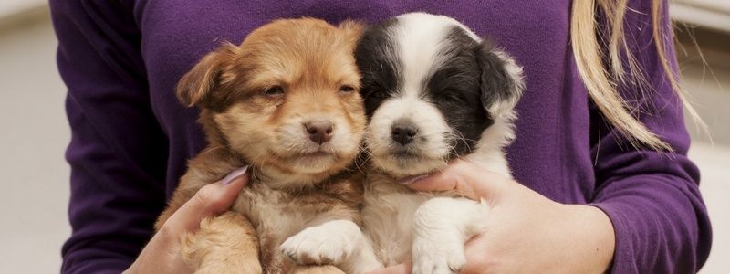 Подарите любовь: какие животные ищут дом в Киеве