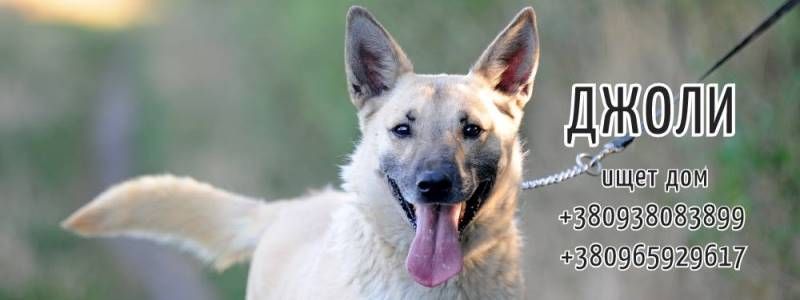 Як у Києві рятують безпритульних тварин та як долучитися до допомоги