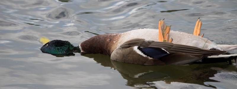 У Києві на Теремках-2 біля озера загинуло понад півсотні качок: хто вбиває птахів
