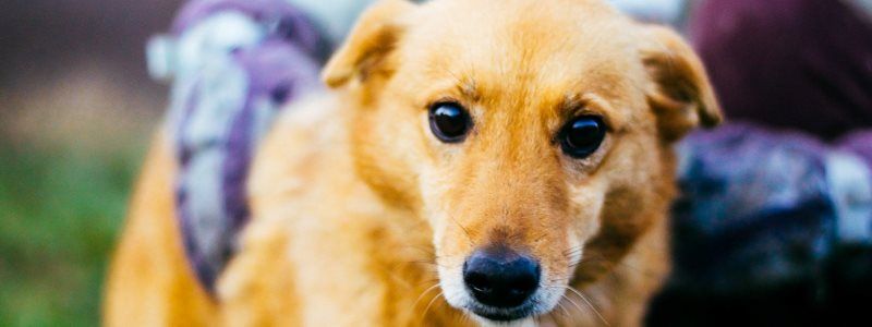 Подарите любовь: какие животные ищут дом в Киеве