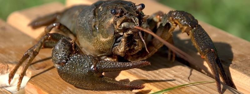 Штраф или тюрьма: в Киеве запретили ловить раков