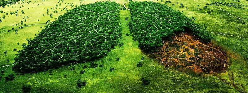 В Киеве массово уничтожают деревья: экологи бьют тревогу и планируют пикетировать КГГА