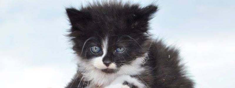 Подарите любовь: какие животные ищут дом в Киеве