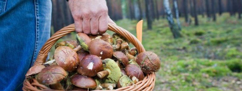 В Киеве 6 человек поужинали ядовитыми грибами: что делать, если у вас появились симптомы отравления