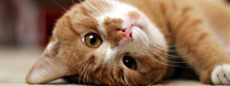 Подарите любовь: какие животные ищут дом в Киеве