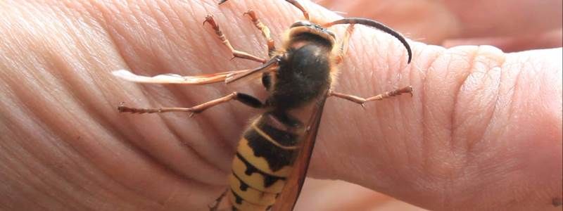 У Києві з'явилися шершні: чим загрожує укус комахи та як діяти постраждалому
