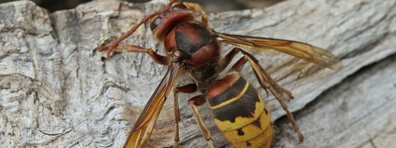 Шершни в Киеве: чем опасны и что делать при укусе