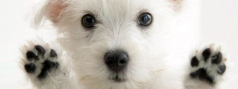 Активісти з Києва переймають досвід США у зоозахисній діяльності