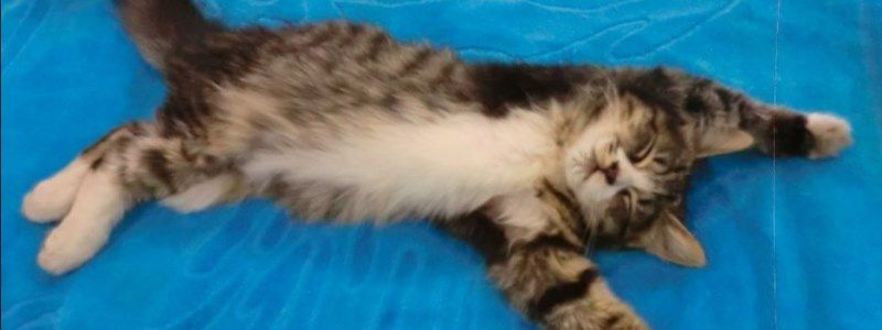 Подарите любовь: какие животные ищут дом в Киеве