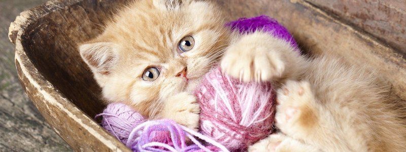 8 августа: какой сегодня праздник