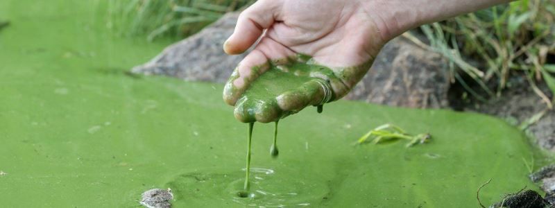 У Києві цвіте Дніпро: загроза здоров'ю мешканців та екології міста