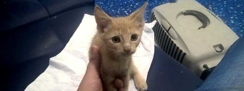 В метро Киева женщина вгрызлась зубами в котенка: что случилось с малышом