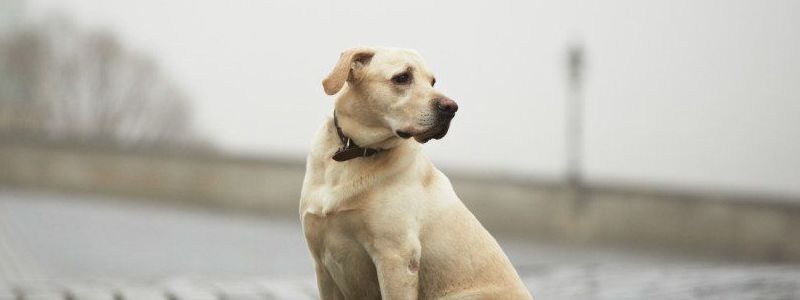 Что делать, если вы нашли чужую собаку: советы эксперта