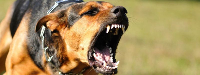 У Києві бійцівський пес загриз бульдога: яку відповідальність несе господар та як уникнути такої ситуації